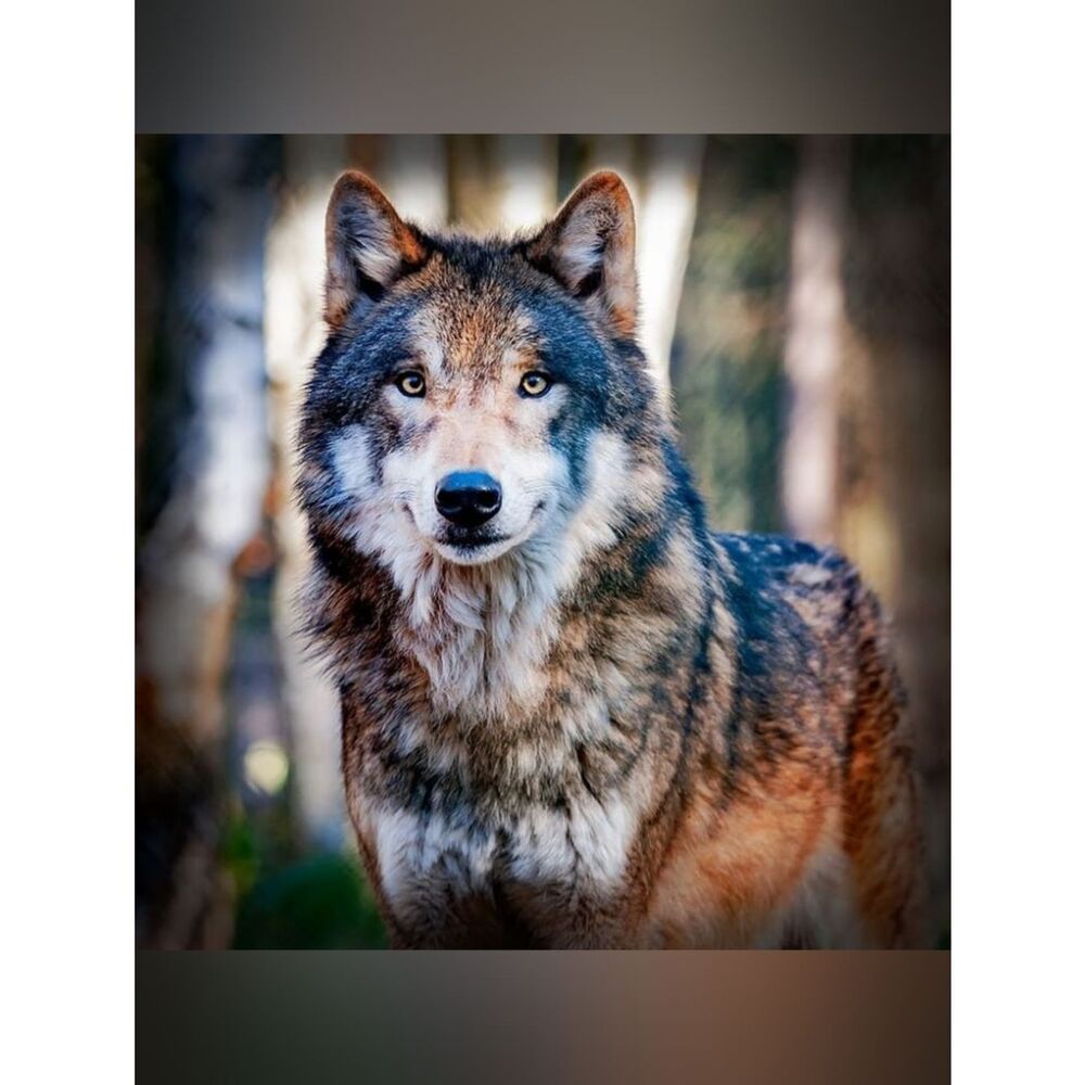 Custom Fridge Magnet Wolf Home Kitchen Decor